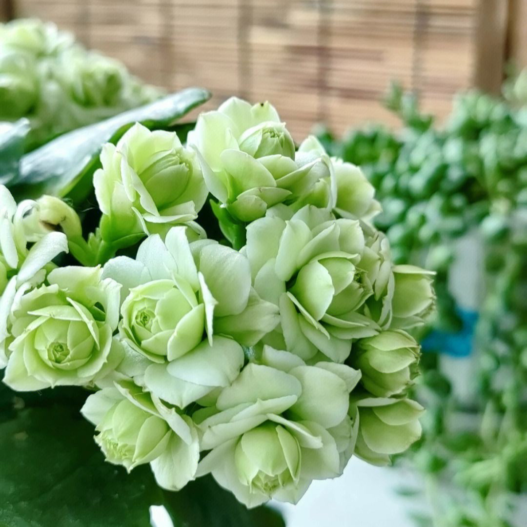 瑕疵长寿花花处理