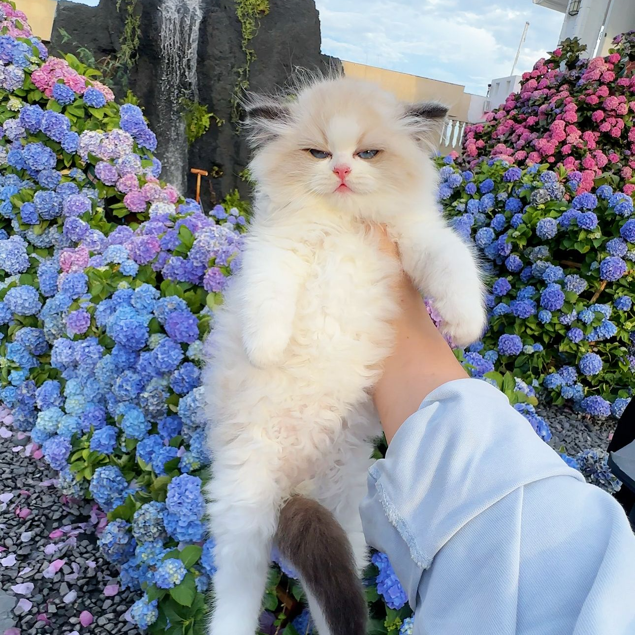 「小嘉说猫」活体猫咪通用链接