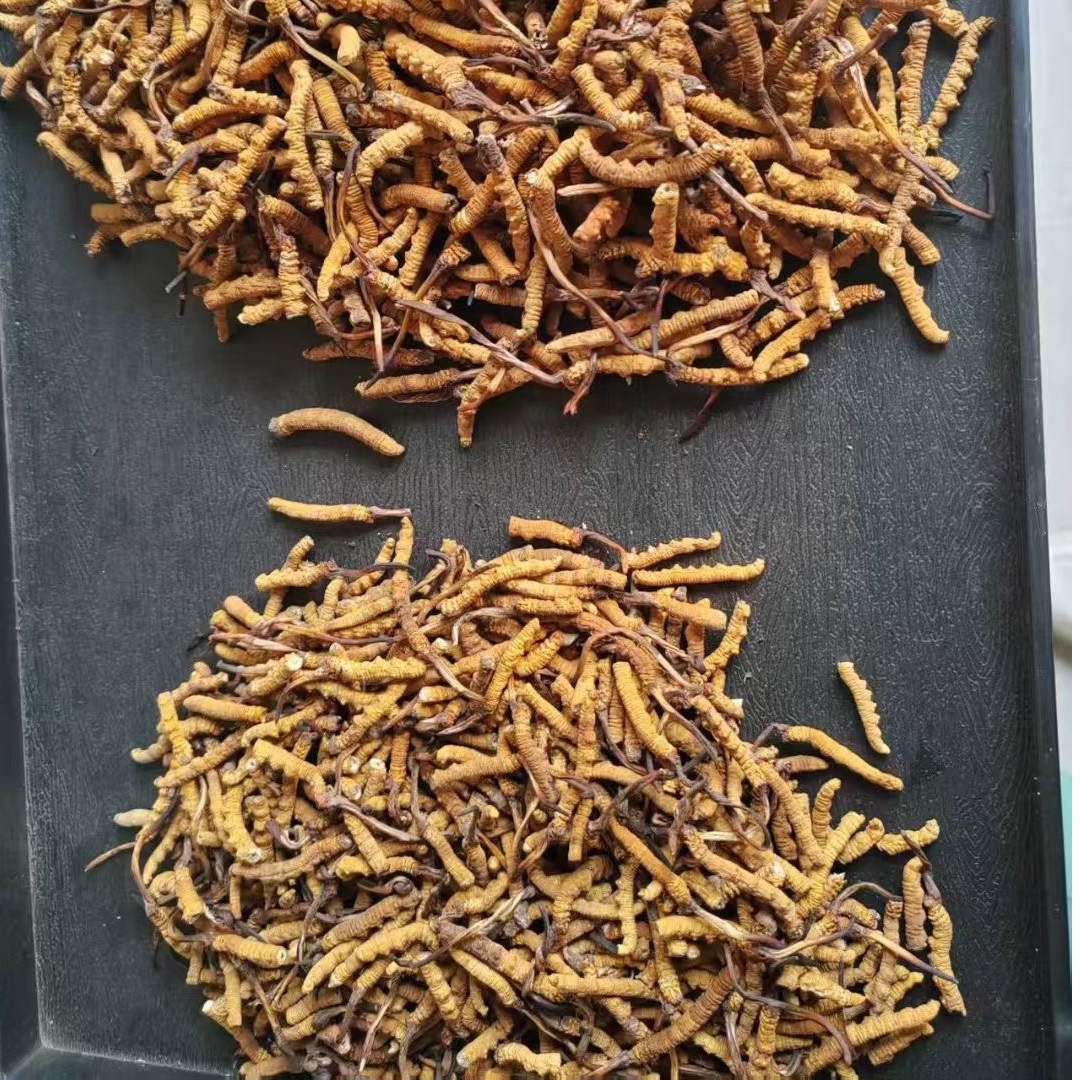 冬虫夏草断草 玉树干虫草小断草【2000条-2500条】泡酒炖汤打粉包邮