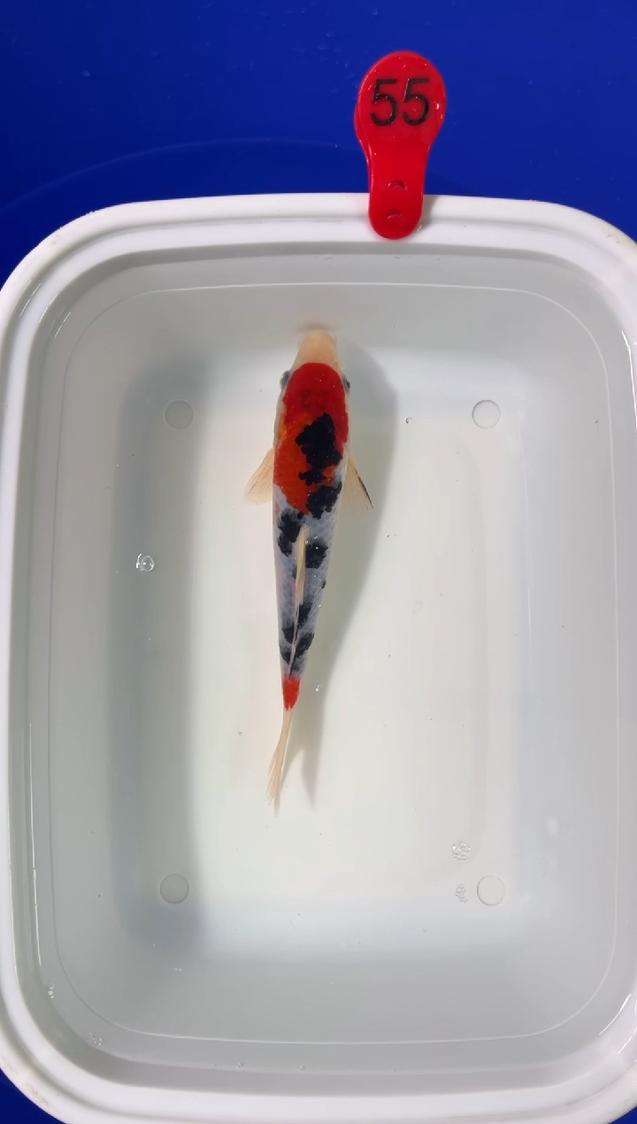 锦鲤活体二号链接