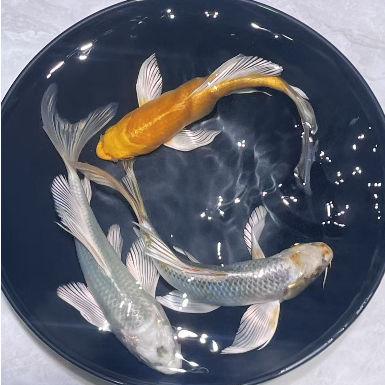 201-300号锦鲤、玛雅色蝴蝶鲤无鱼鳞、金鱼观赏鱼活体宠物鱼