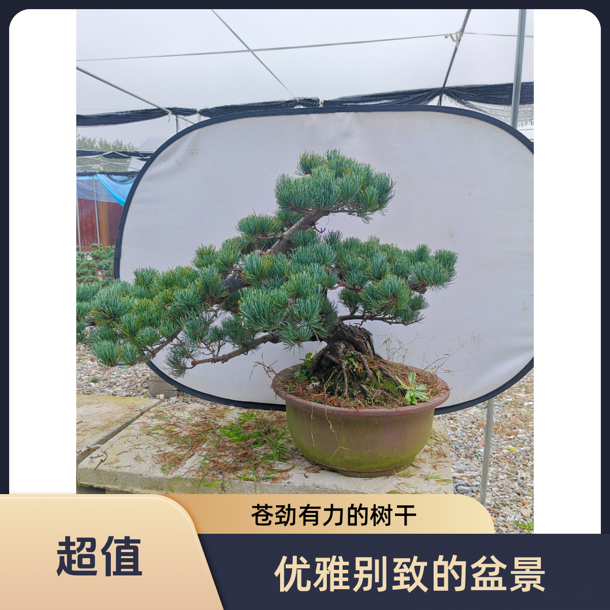宫岛大阪松  一物一拍