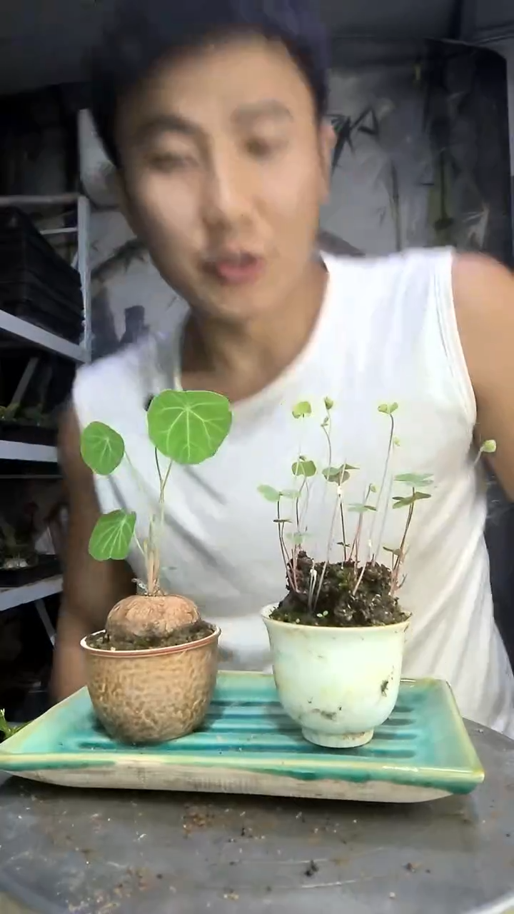 小*中青园艺一物一拍48