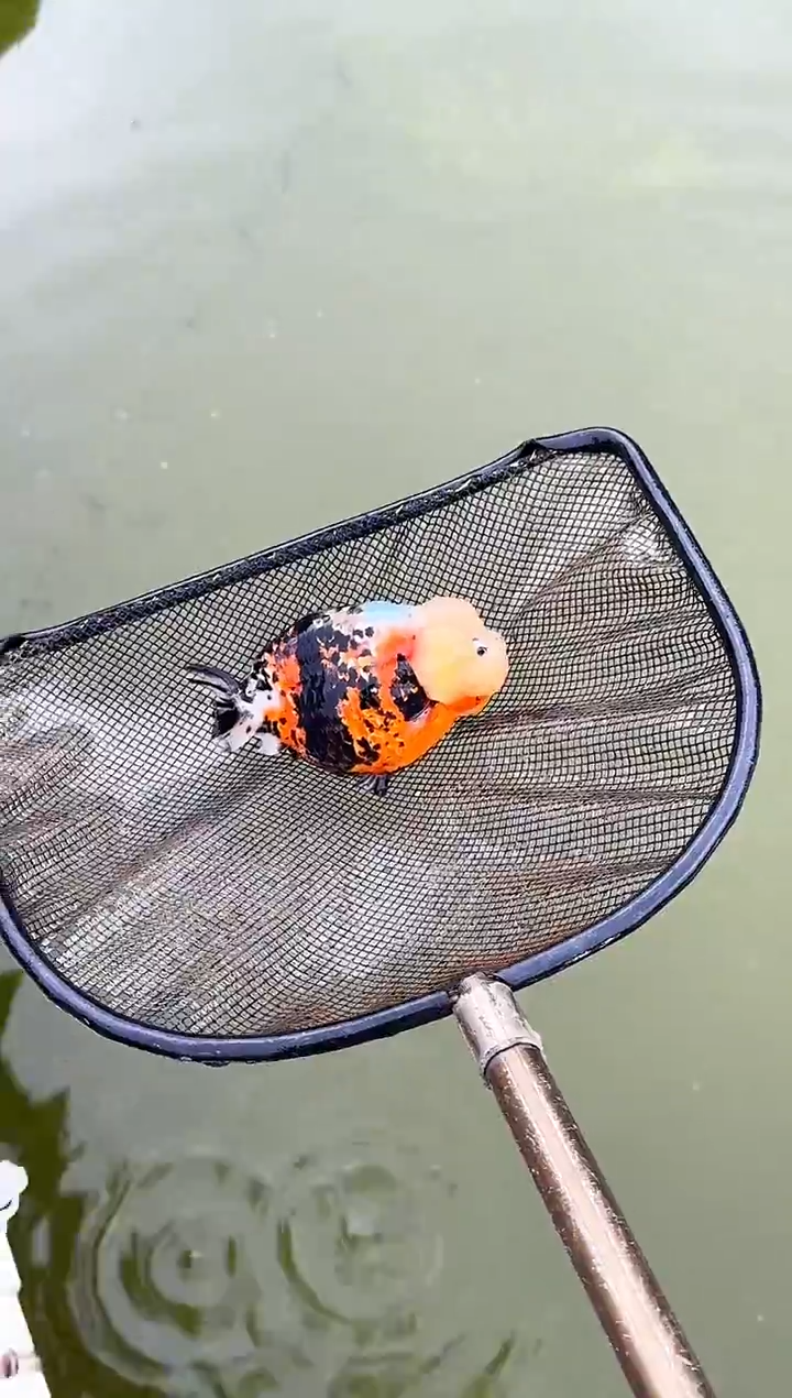 金鱼用****5水娃娃观赏鱼兰寿金鱼  不包邮  需保存开箱视频