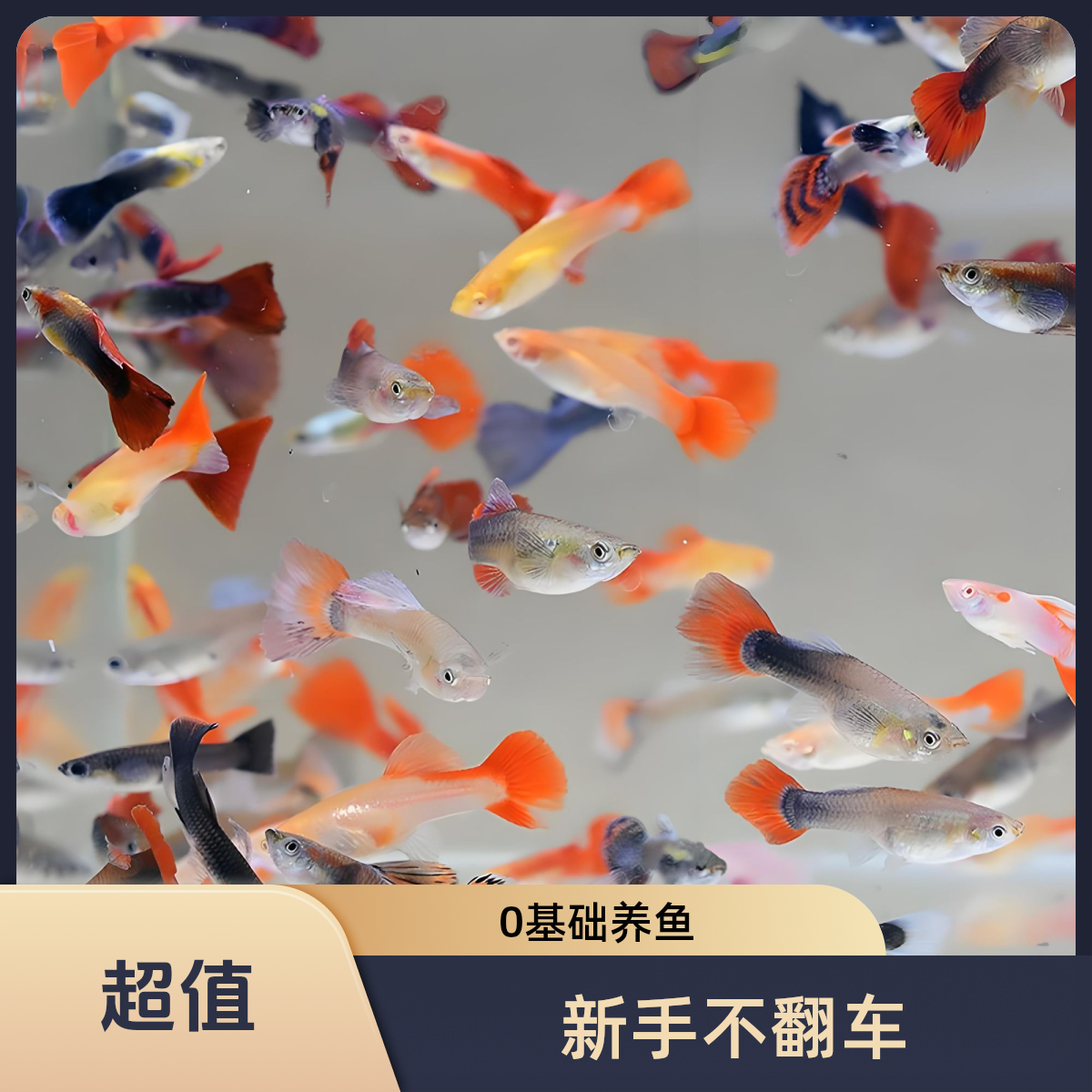 【彩虹瀑布入缸】杂袍孔雀鱼基因盲盒 懒人养鱼观赏鱼‌ 0基础爆缸