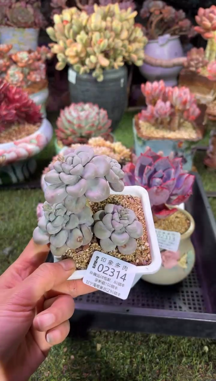 【闪购商品】02314