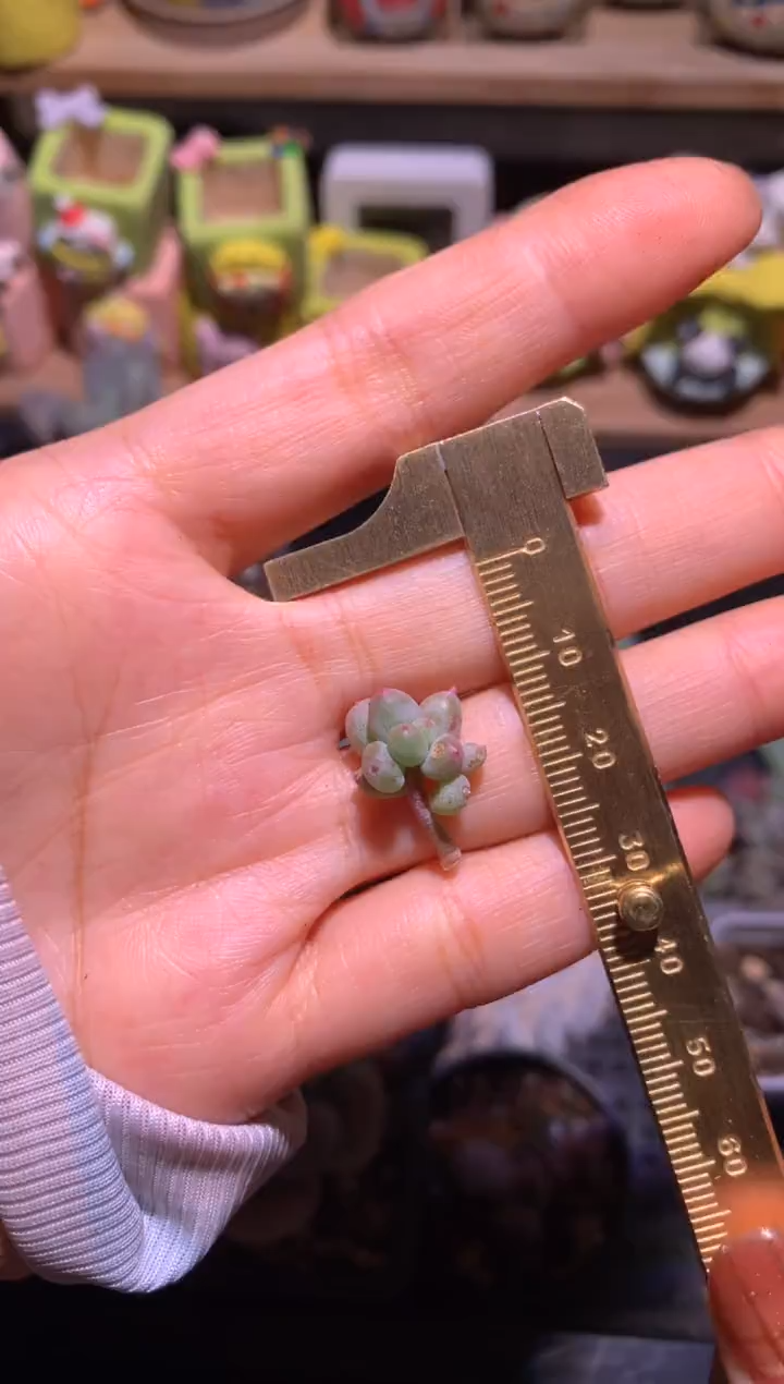 特价不售后，随单发，有单的拍