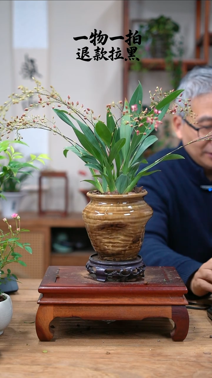 完全开放小***光文心兰447