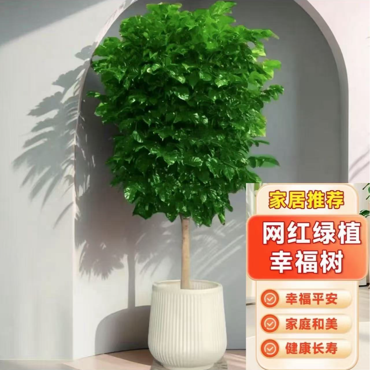 【京东快递送货上门】1.1-1.3米单杆幸福树吸甲醛净化空气常青常绿