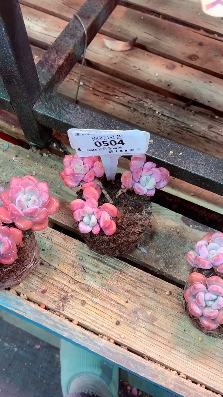 @*霖0504 模特区 白露 