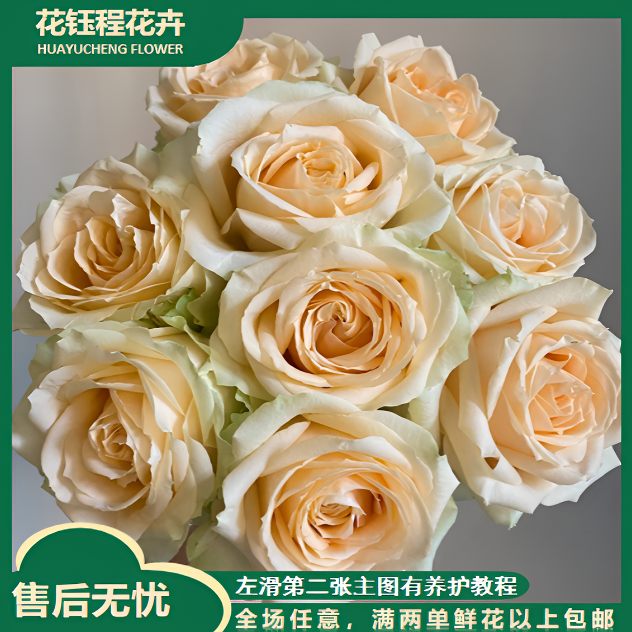 【5.20限定浪漫】香槟单头玫瑰 任意2单以上发货包邮  鲜花直发