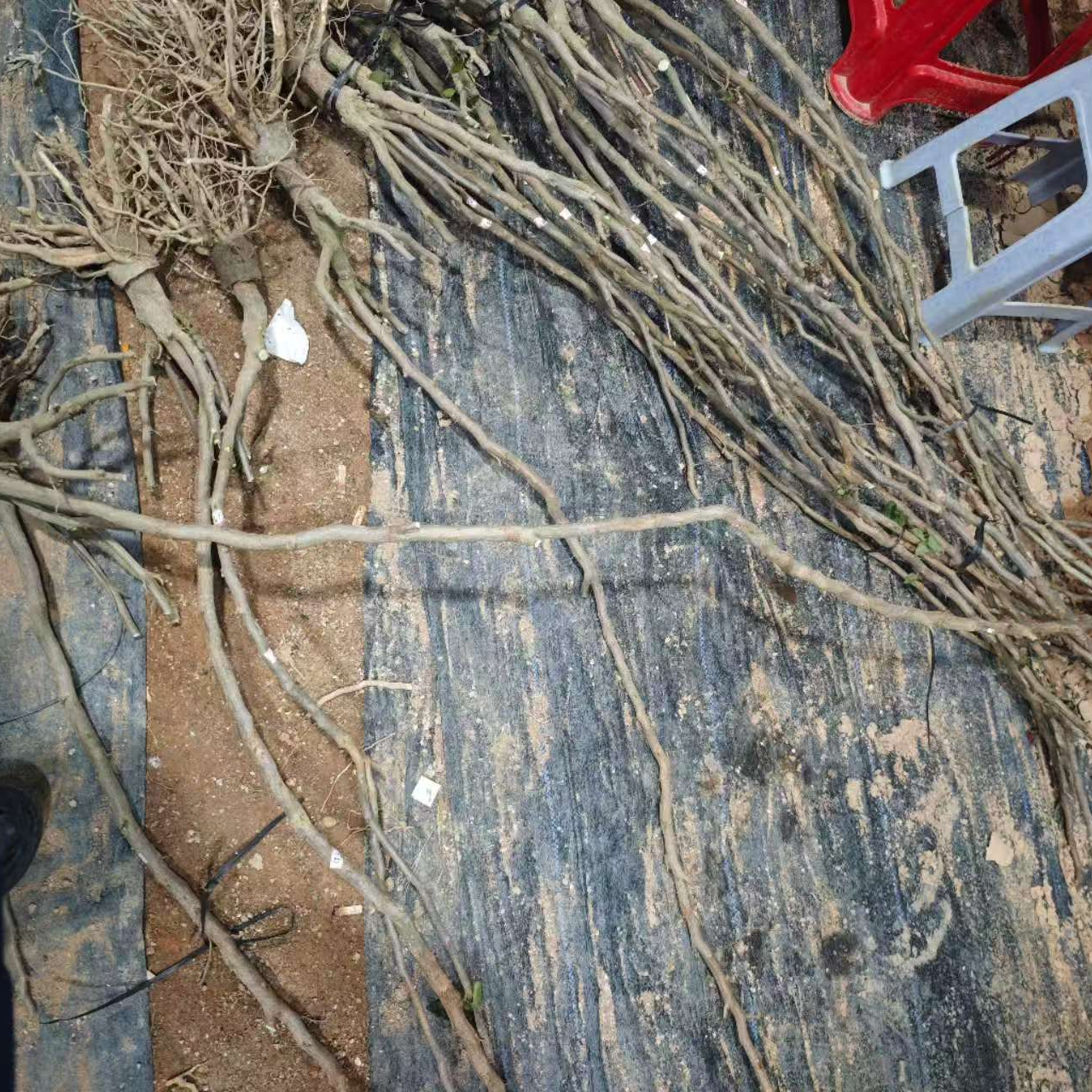 三角梅一物一拍老桩