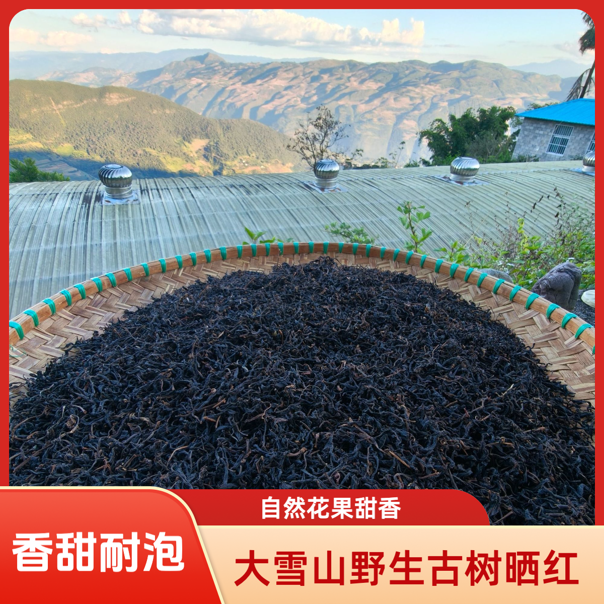 真野生古树晒红 · 2025大雪山海拔2000米高山春茶 · 花果甜韵