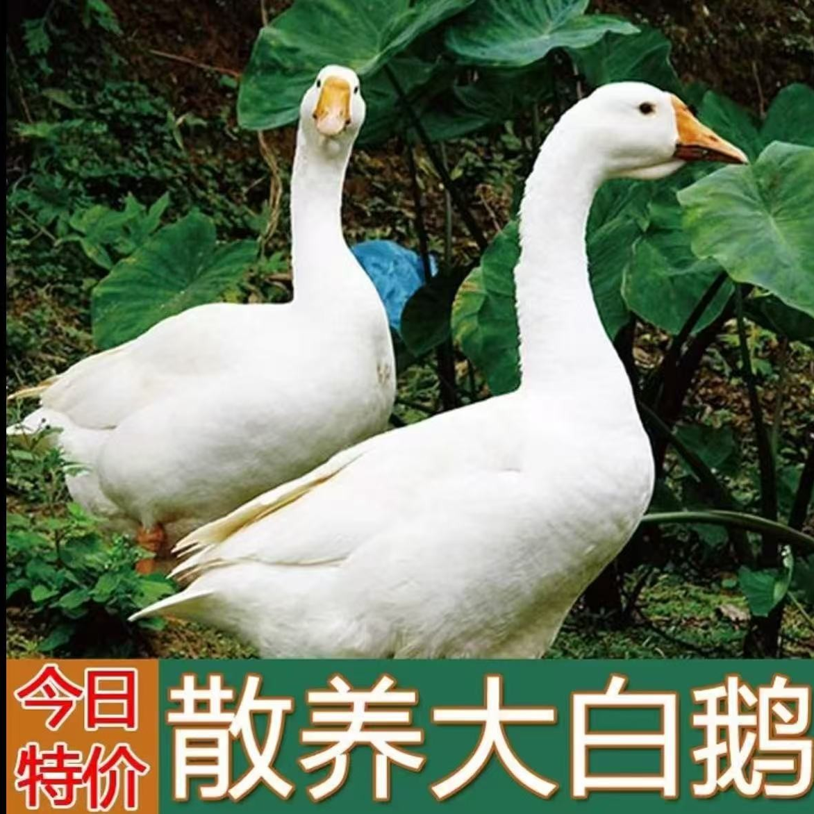 【A1】农家散养大白鹅 青年鹅 单只净重9斤 带心肝