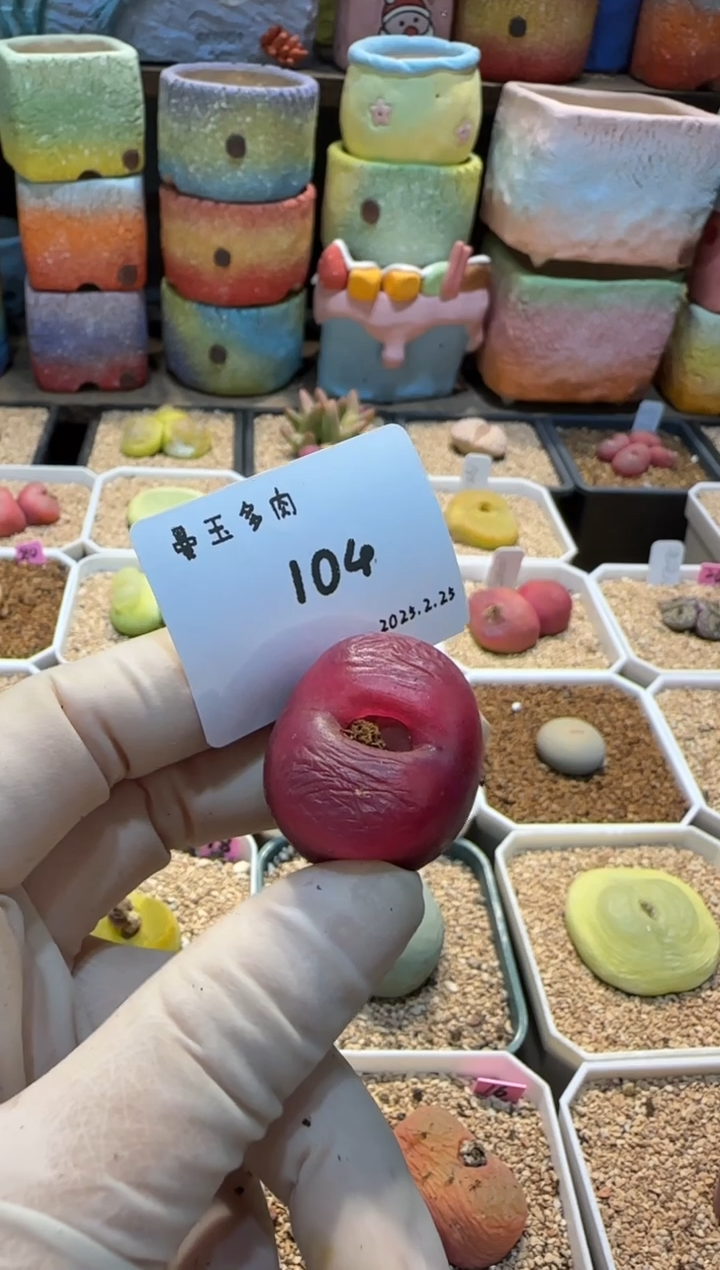 【闪购商品】25.2.25-104周日