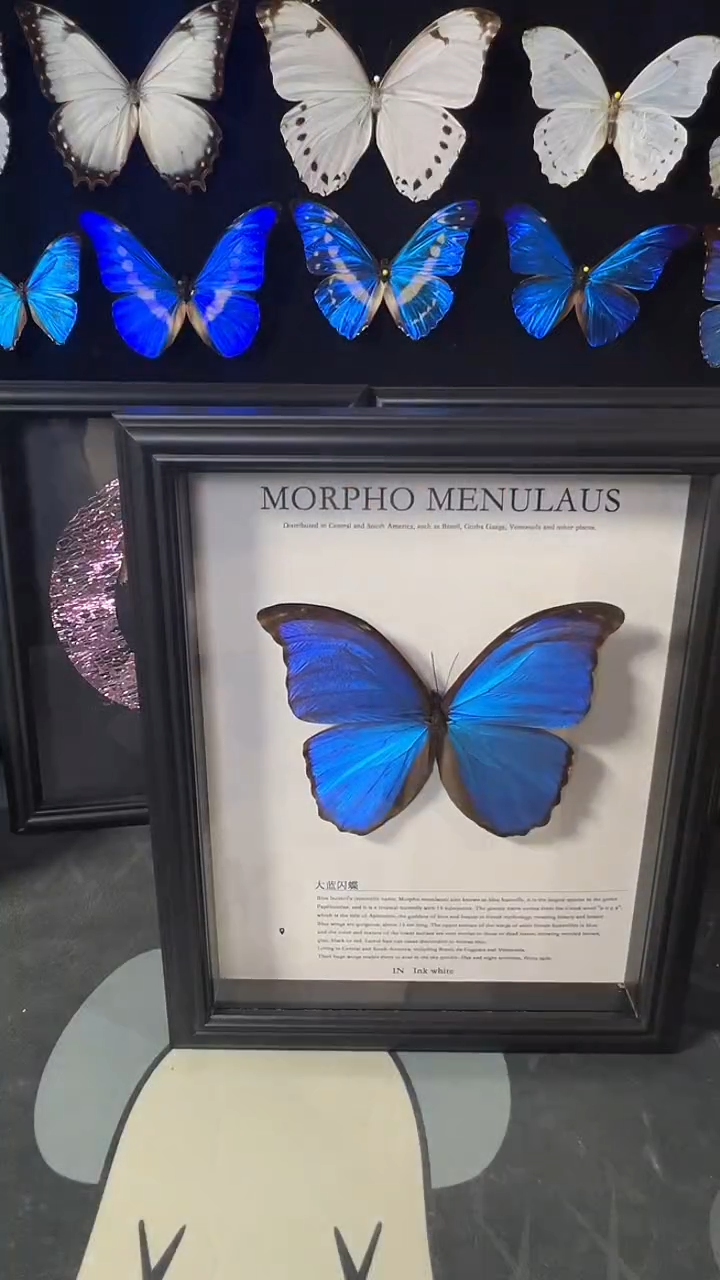 大蓝闪蝶欧版相框