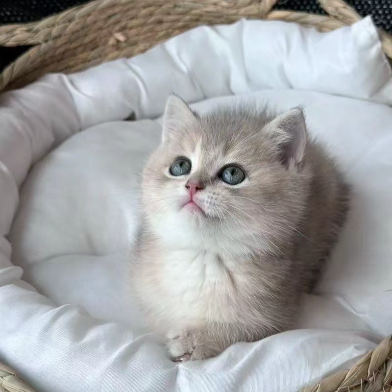 芊芊【全品类猫咪】美短英短暹罗布偶金渐层银渐层等活体