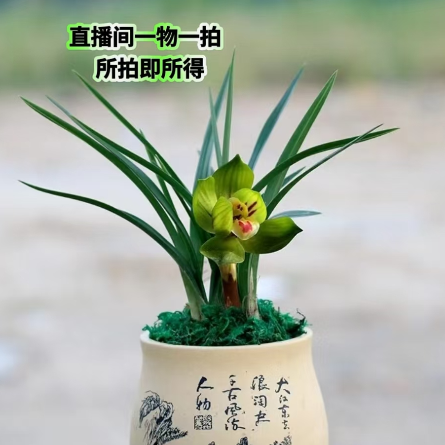 崇德兰苑人工自然种植兰花直播间一物一拍