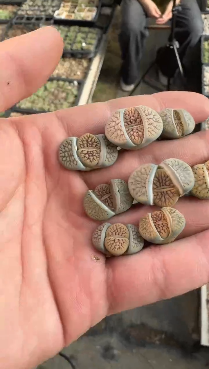 【天津专属】171多肉植物肉锥线招福一颗