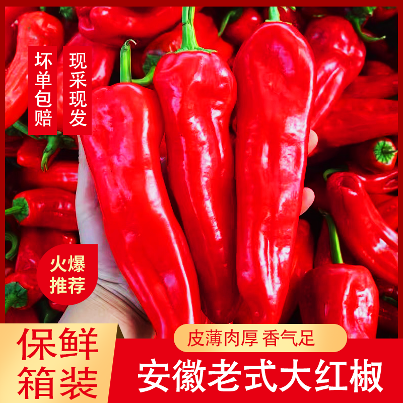 【小镇全红辣椒】微辣现摘现发农家大红袍辣椒炒菜椒饱满汁厚不辣