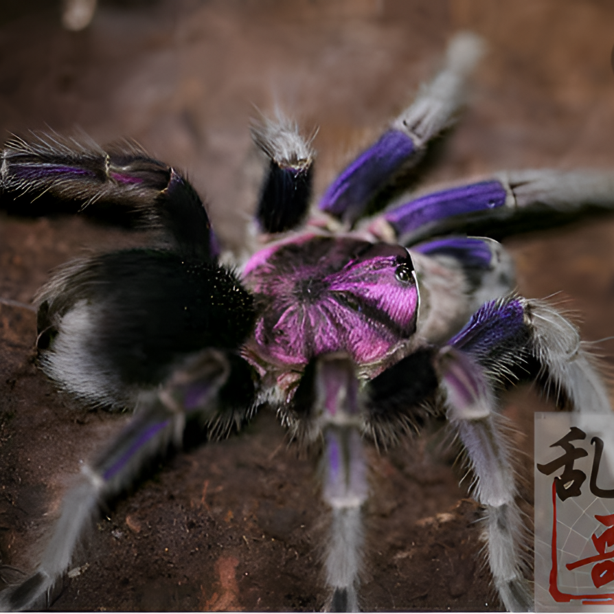 PHO属(蓝紫海地)咖啡食鸟蛛2-11厘米宠物蜘蛛活体高端稀有收藏