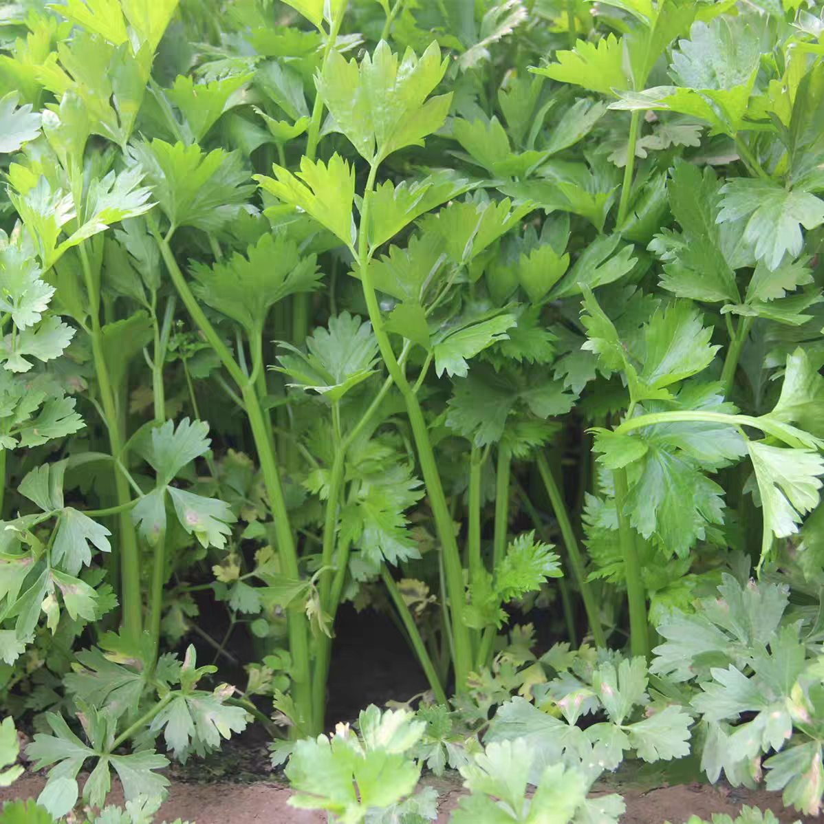 【芹菜】密云本地农家种植新鲜芹菜大芹菜铁杆芹菜密云芹菜
