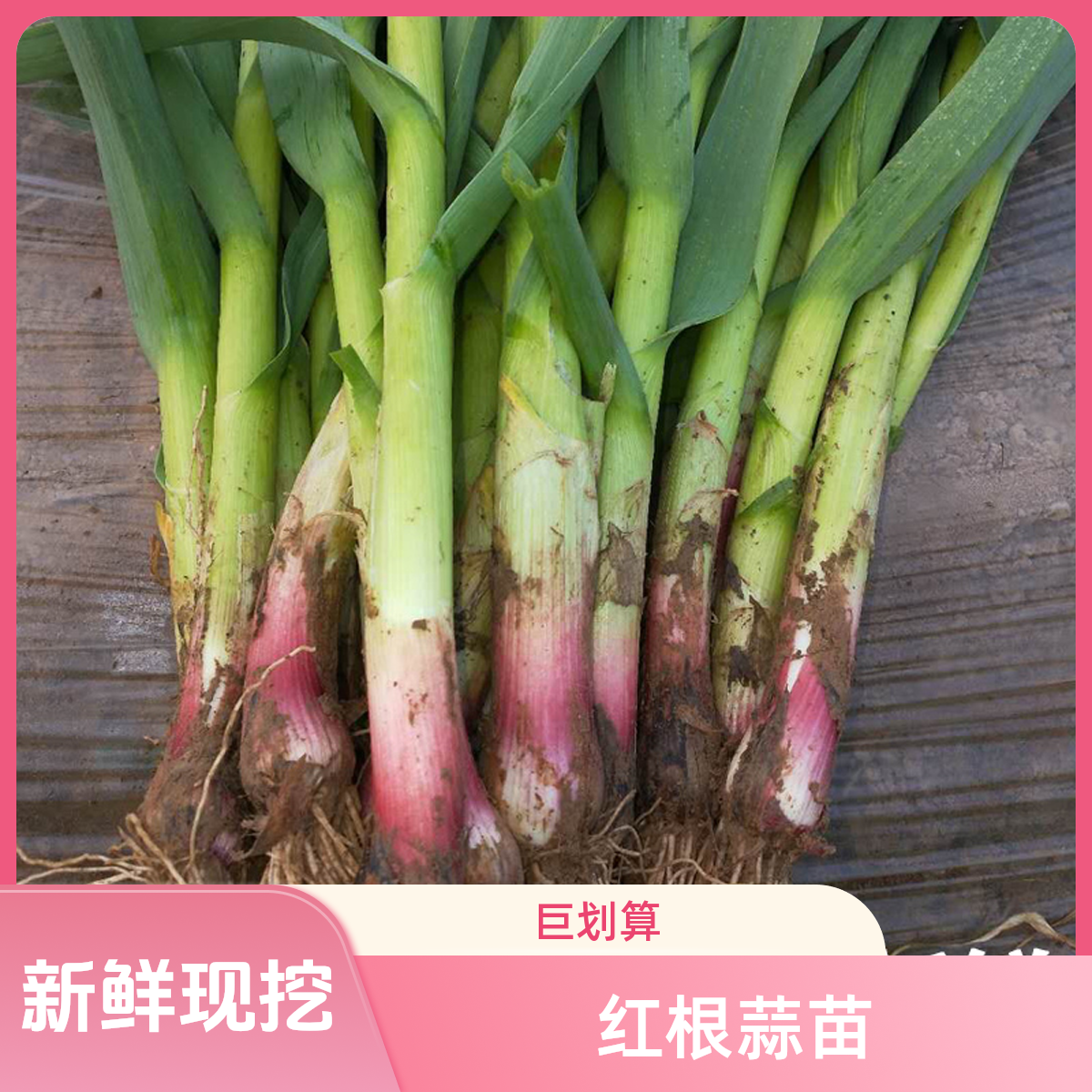 农家自种新鲜红根蒜苗露天应季蔬菜