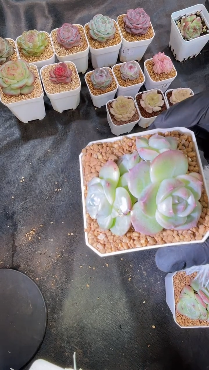 2576 银白小牛群3-5厘米 量拍发一颗