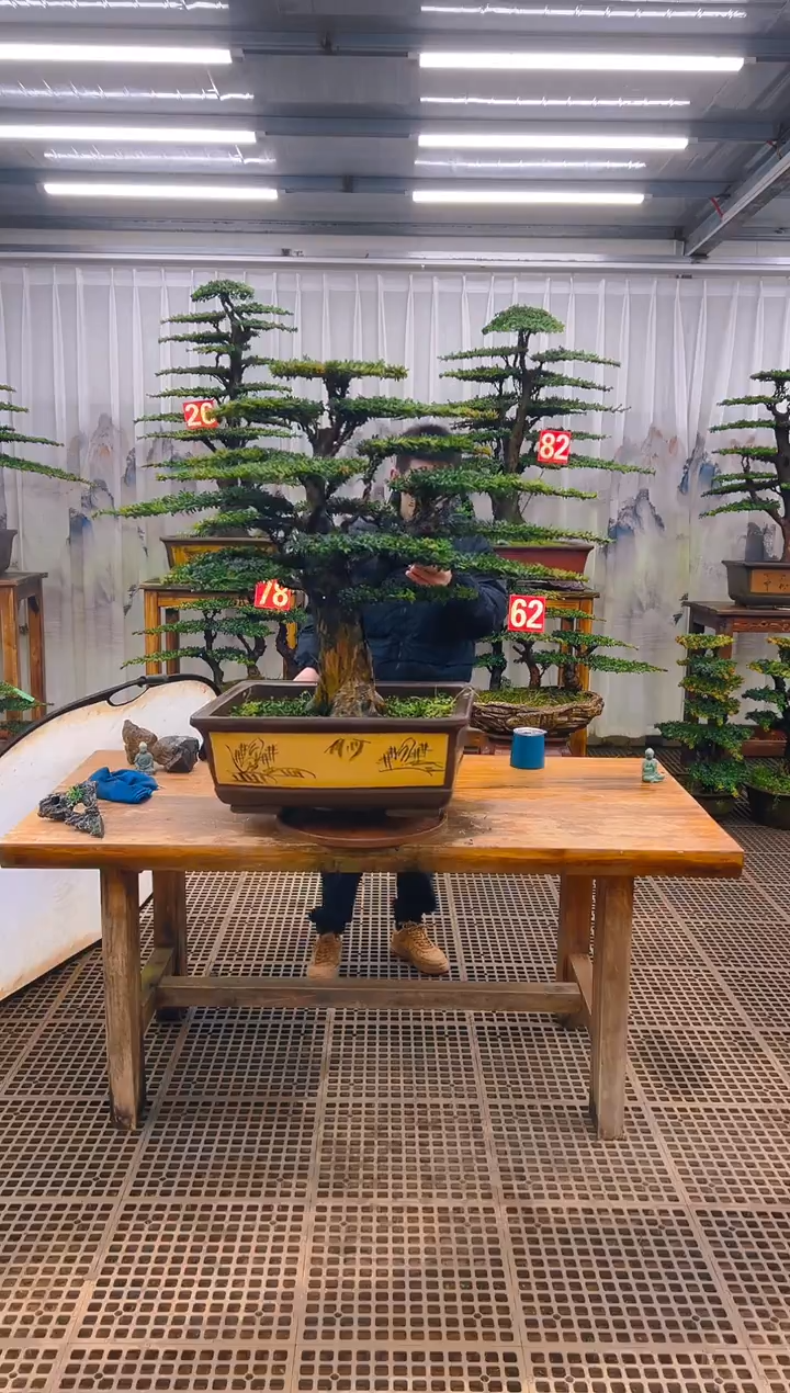 无花朵C****陈精品盆景直播间一物一拍