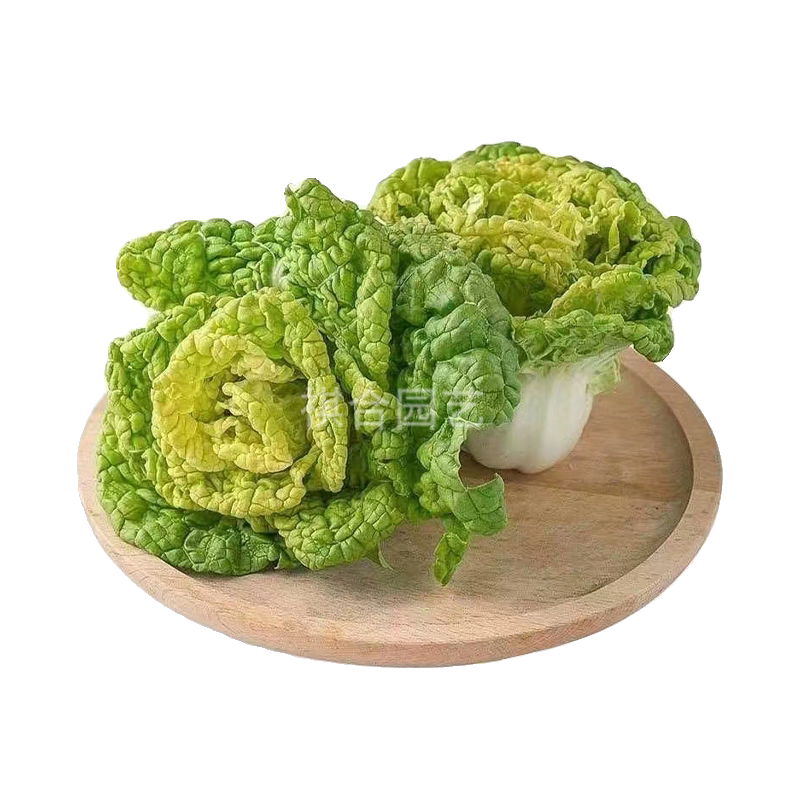 新鲜菊花菜新疆乌鲁木齐菊花菜
