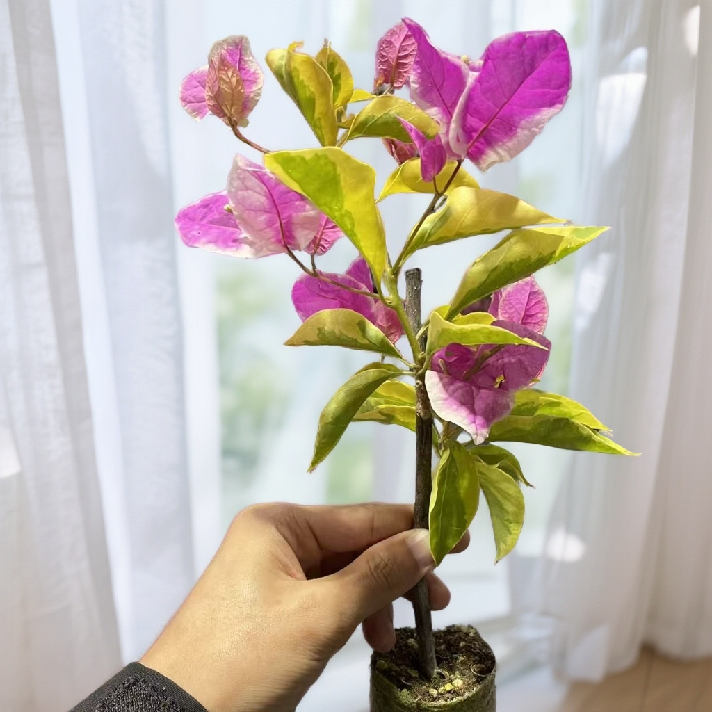 [金边红缨]三角梅 勤花稀少四季开品种