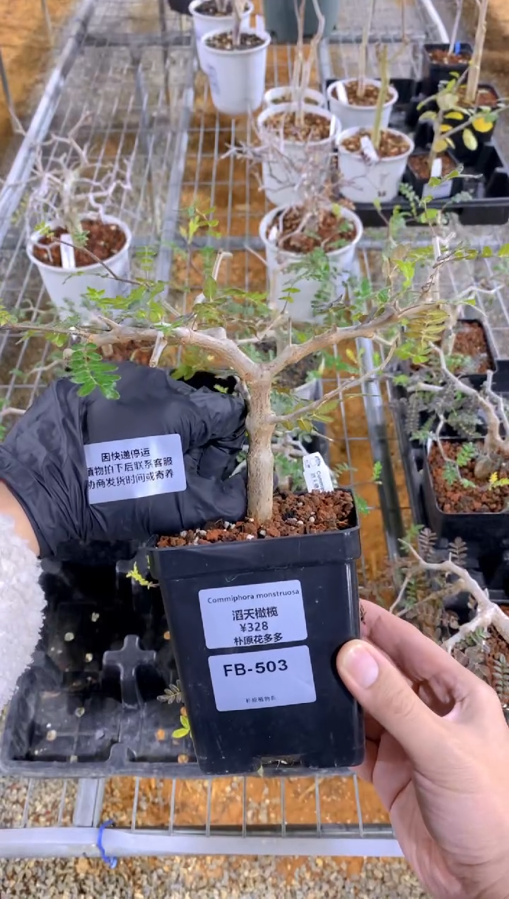 【闪购商品】滔天橄榄FB-503