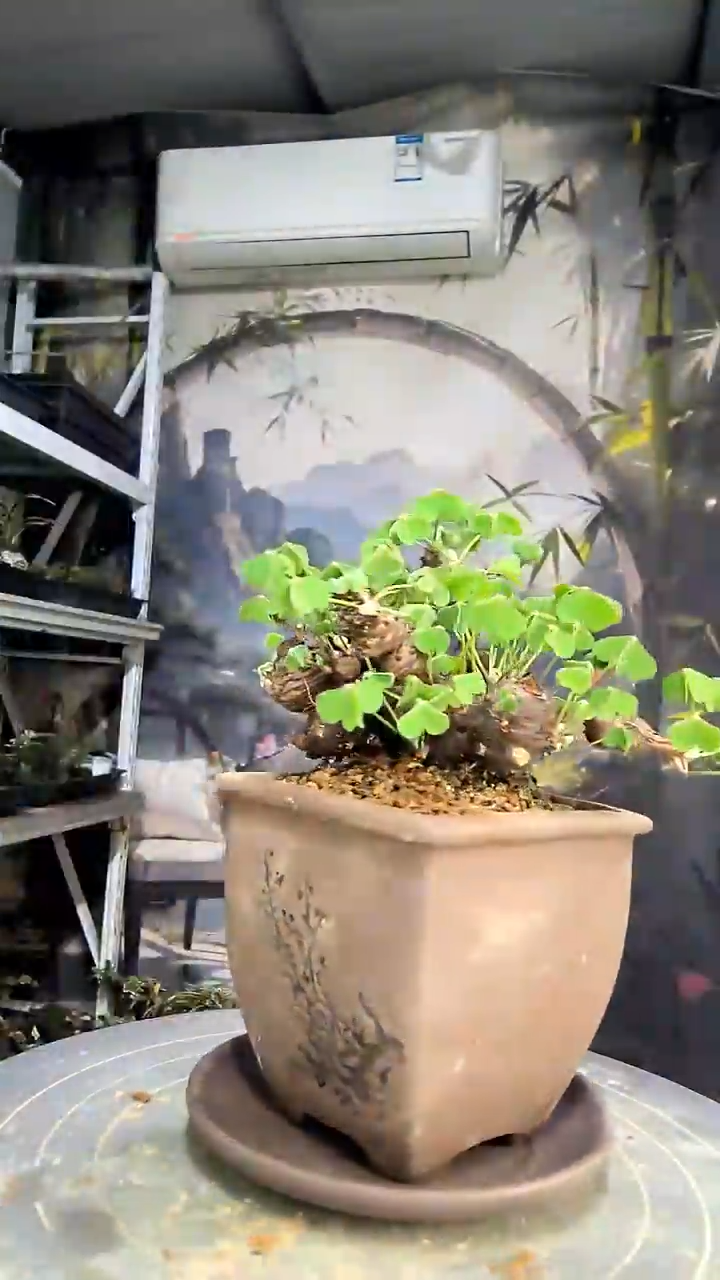 米*雪中青园艺一物一拍花458