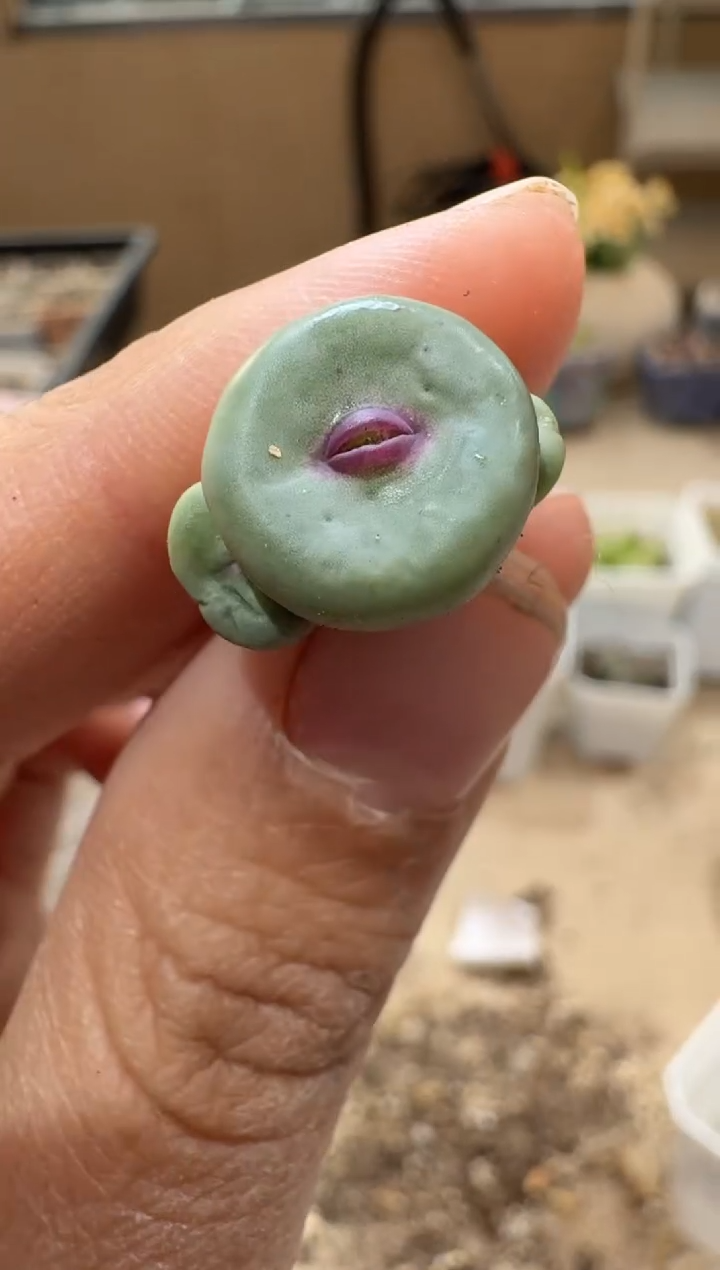 多肉植物肉锥3-318