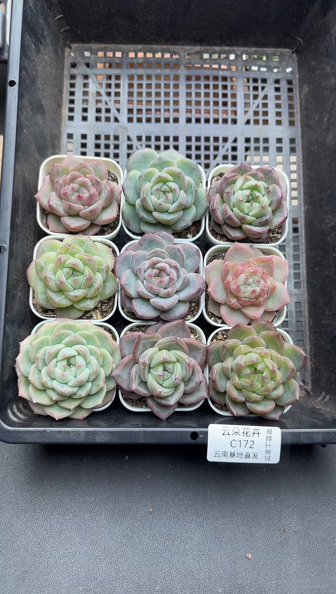 珍妮杂交多肉C172