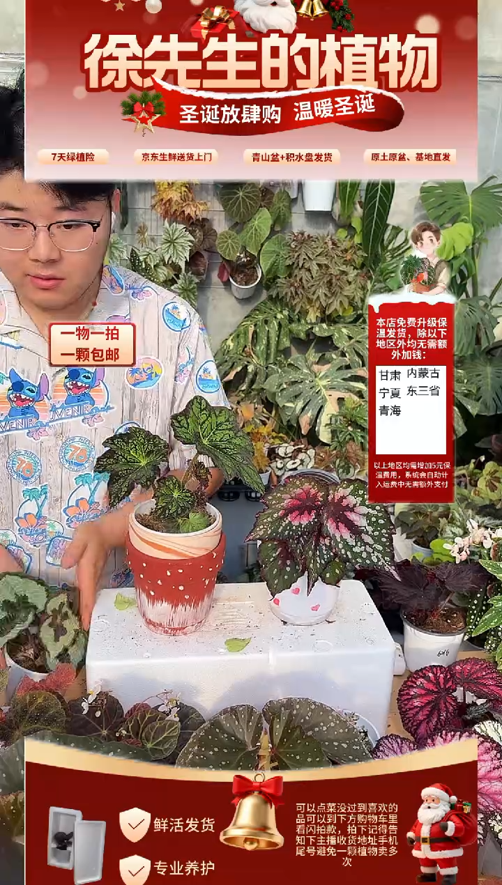 完全开放小*薯幻境秋海棠