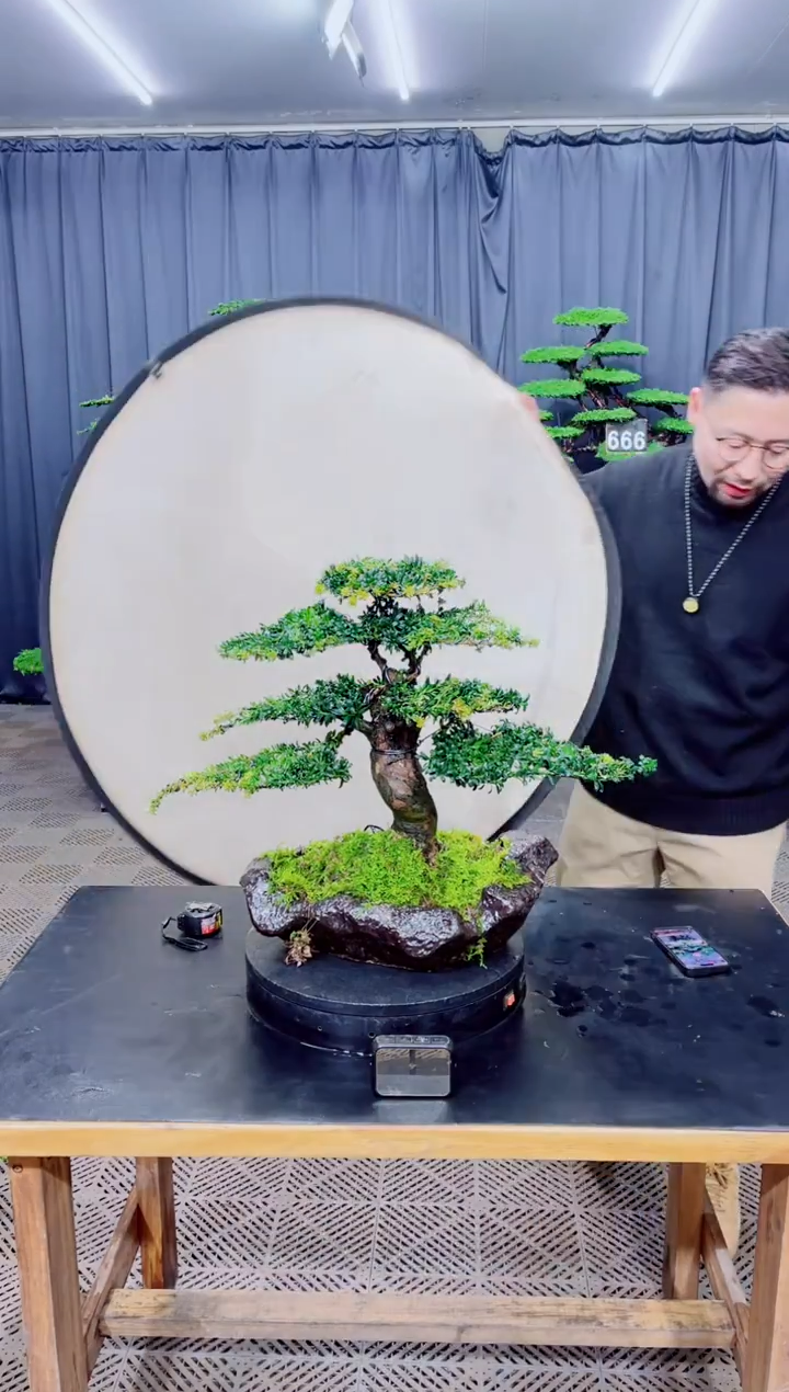 无花朵盆景.......