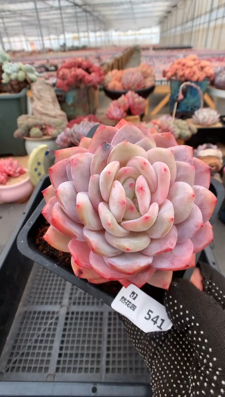 【闪购商品】541玫瑰梦露一物一拍