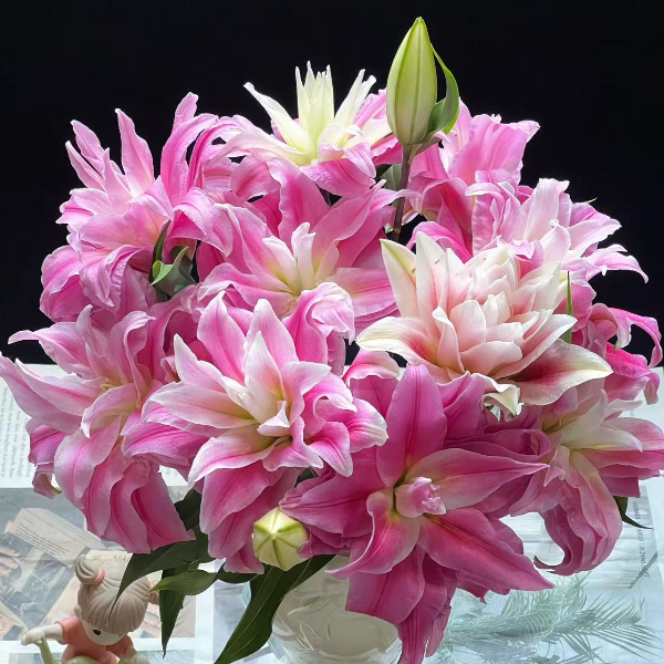 【红丝带】南美球13/14粉色重瓣玫瑰香水百合种球耐寒耐高温好养活