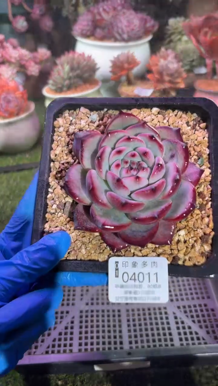 【闪购商品】04011