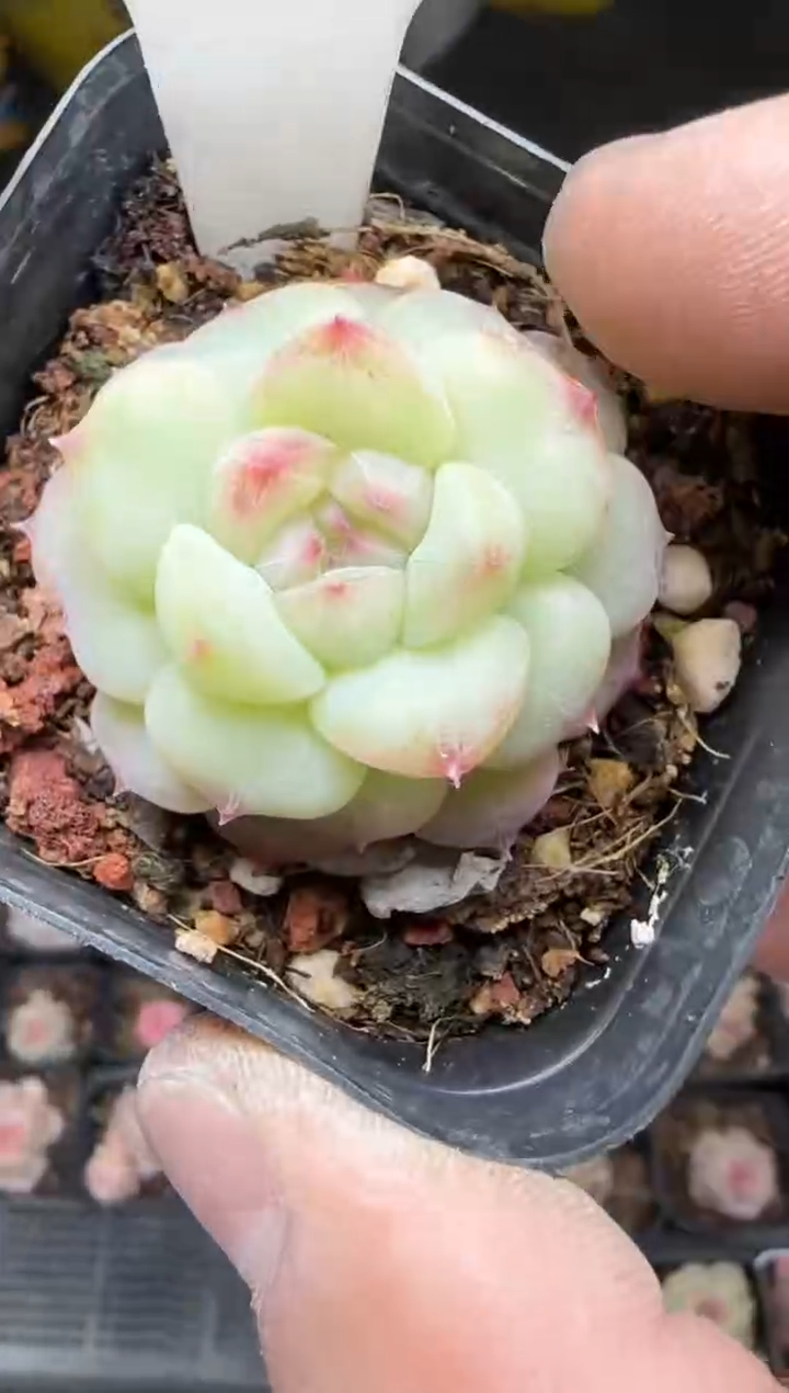 【闪购商品】一物一拍0214—335