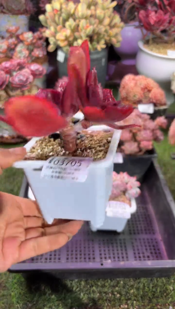 【闪购商品】03705