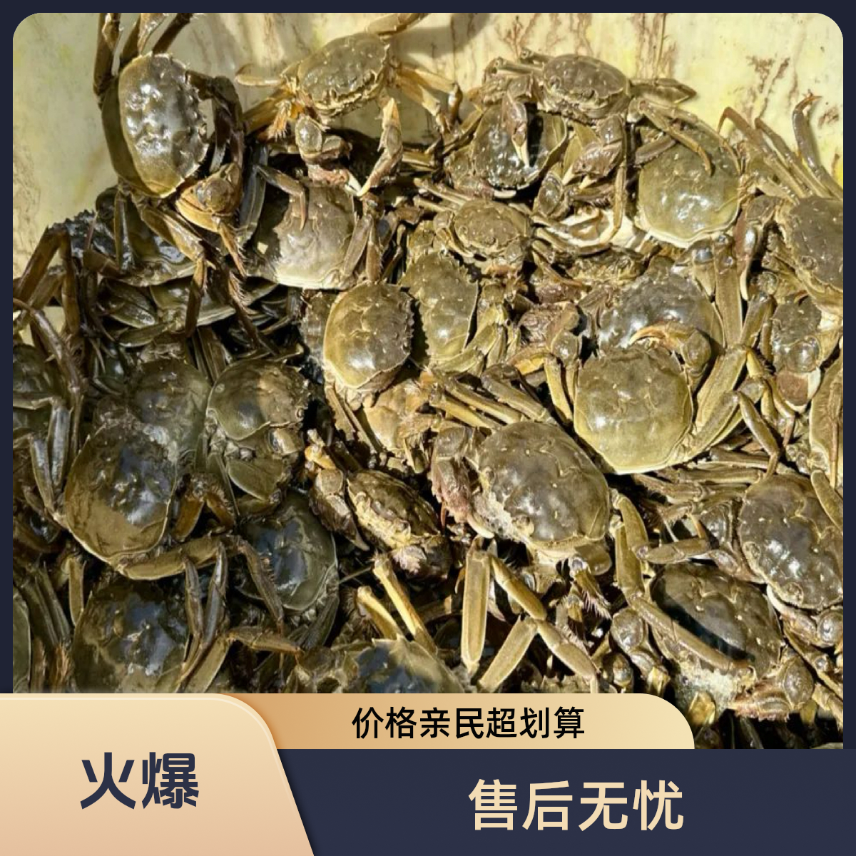 【活蟹】-其它河蟹-河蟹-公蟹（单只1.5-2两-一斤5-6只）