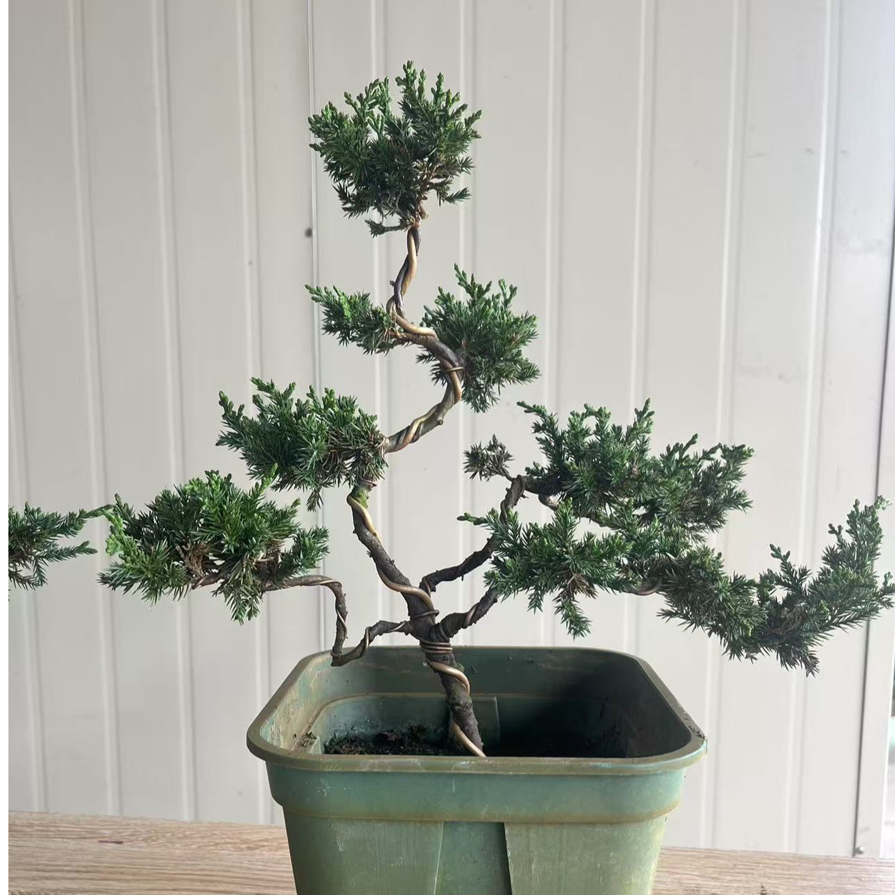 台湾真柏造型盆景（一物一拍）