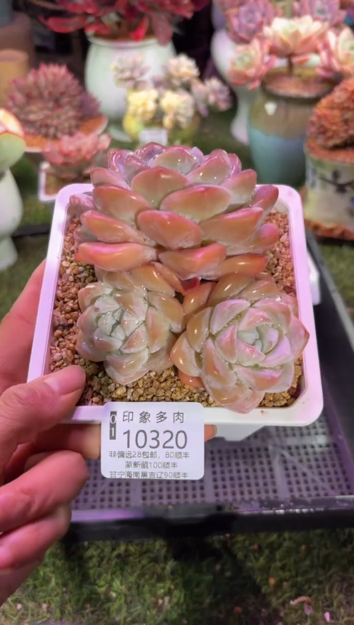 【闪购商品】10320