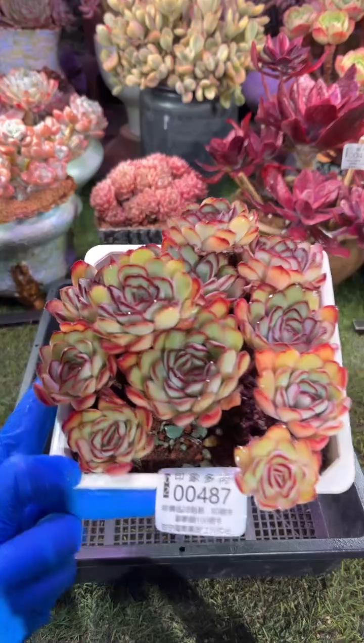 【闪购商品】00487