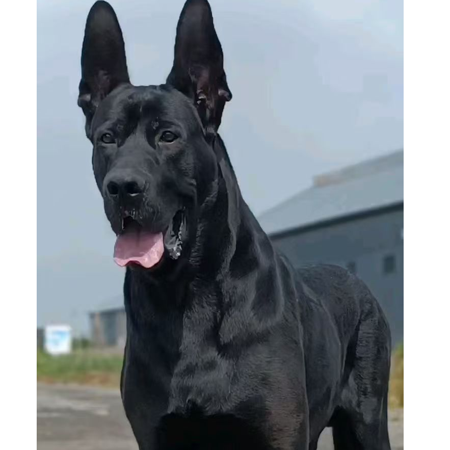 辉煌犬业活体链接