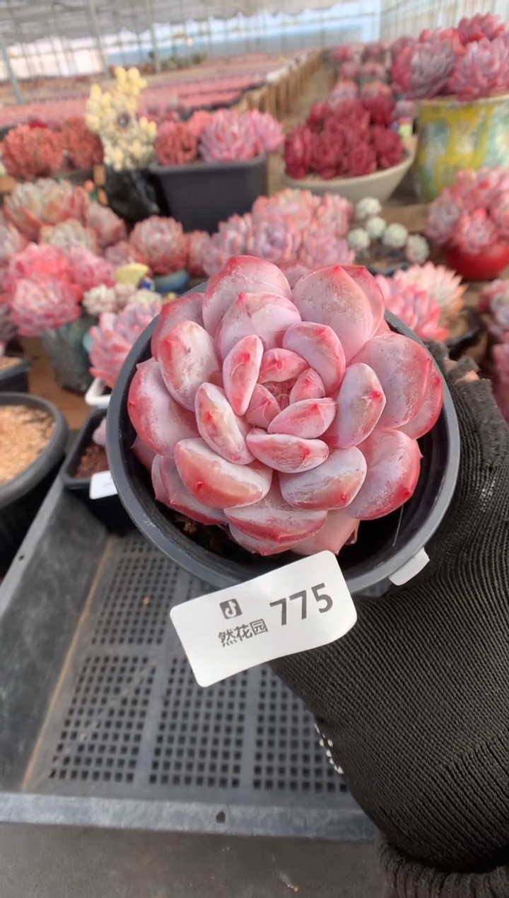 775粉星影多肉植物一物一拍