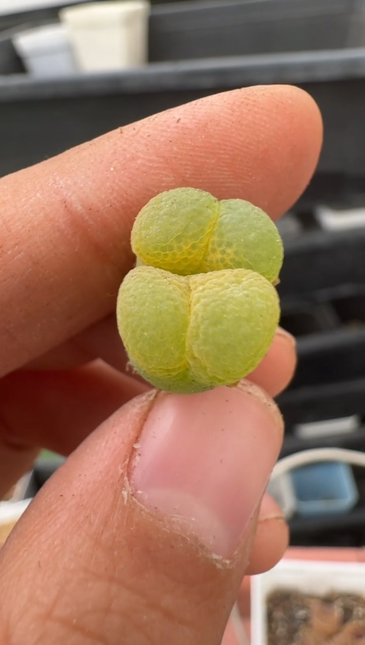 美丽的肉石头（25-31）-403