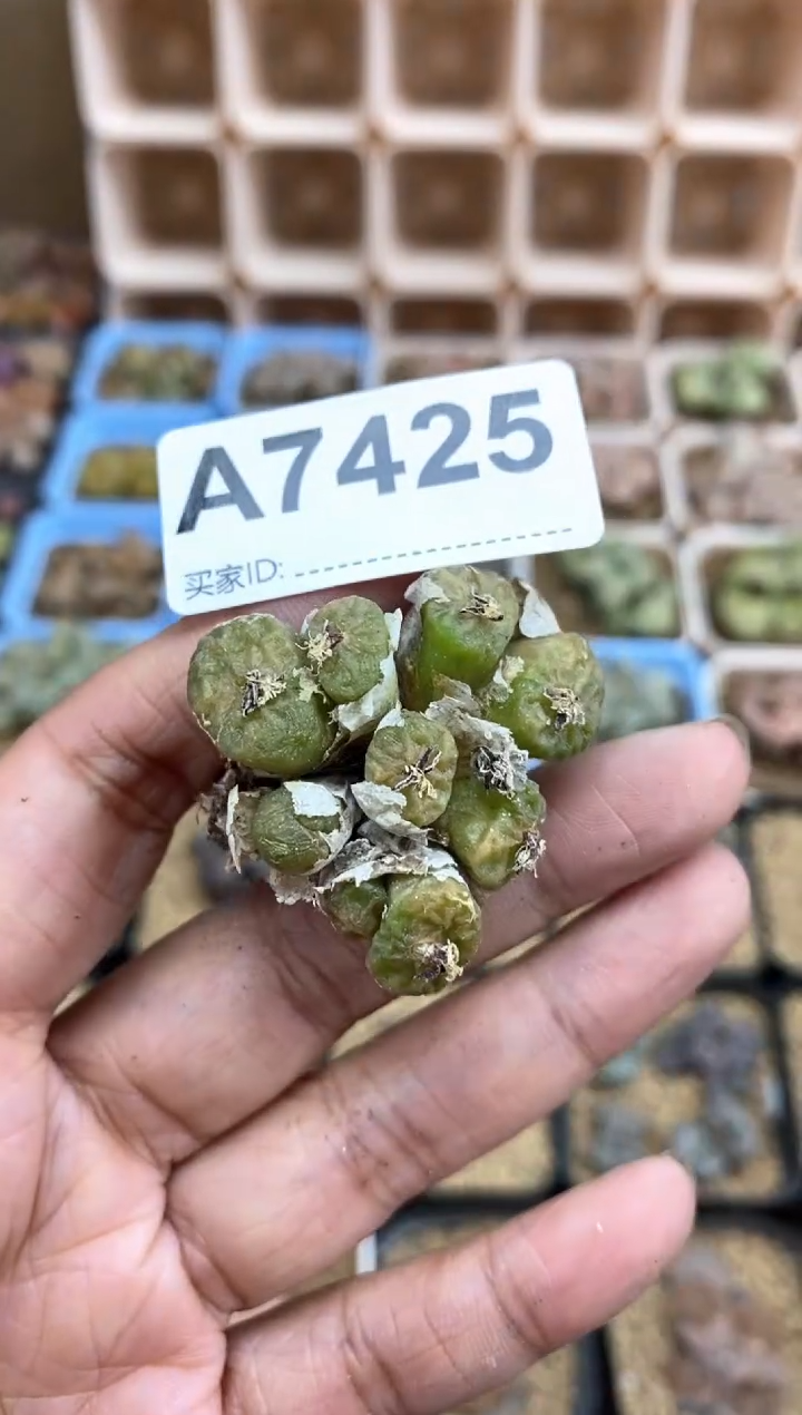 【闪购商品】7425直播间一物一拍链接